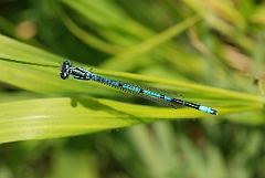 David Plant Photography - Wildlife Photographer - Azure damselfly - B
